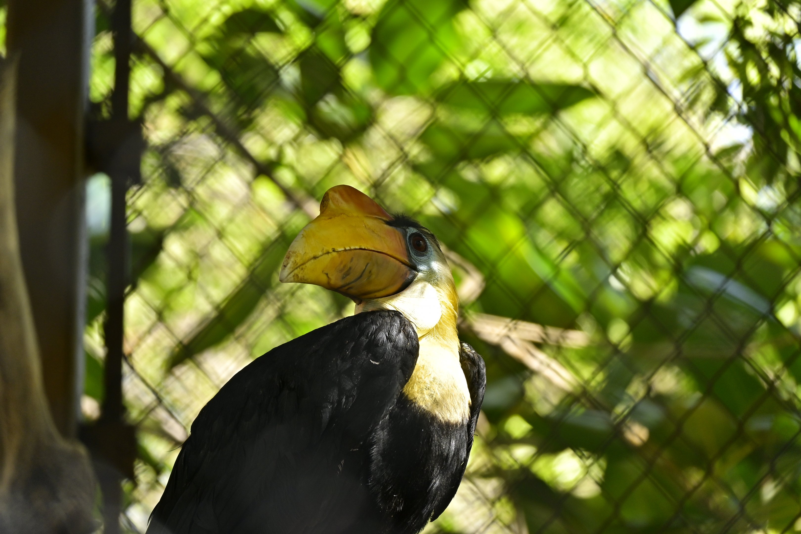 Wrinkled Hornbill