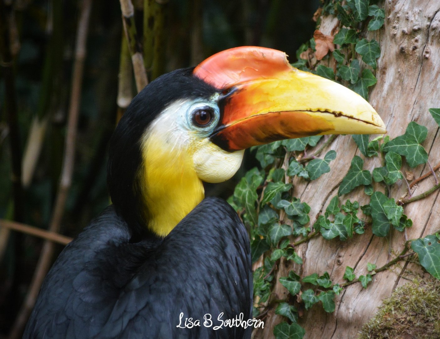Wrinkled Hornbill