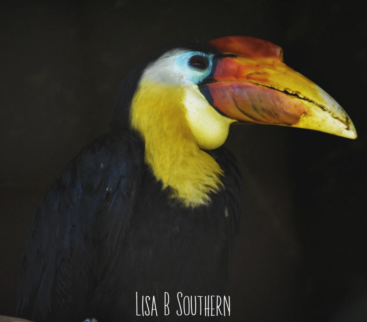 wrinkled hornbill