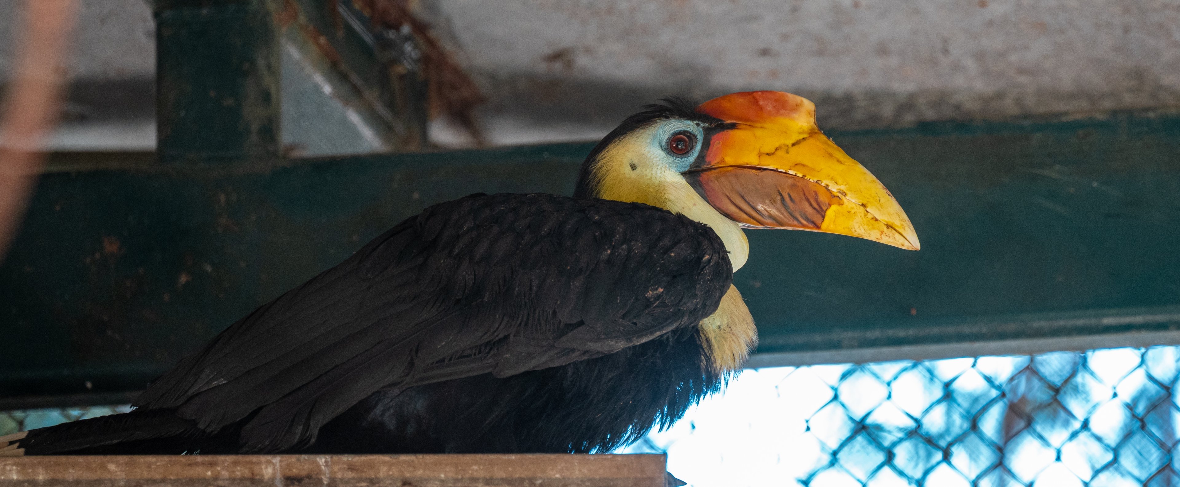 Wrinkled Hornbill