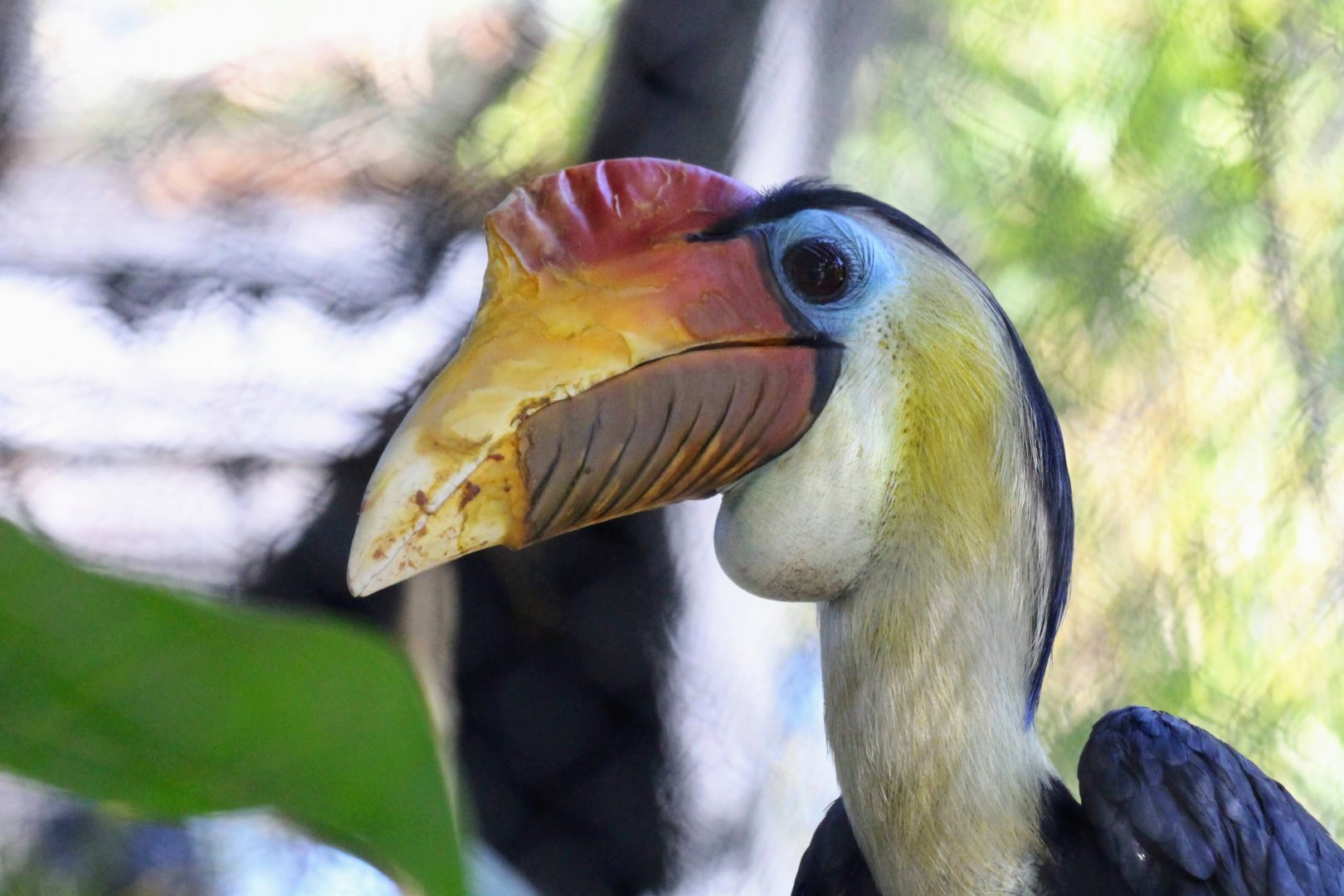 Wrinkled Hornbill