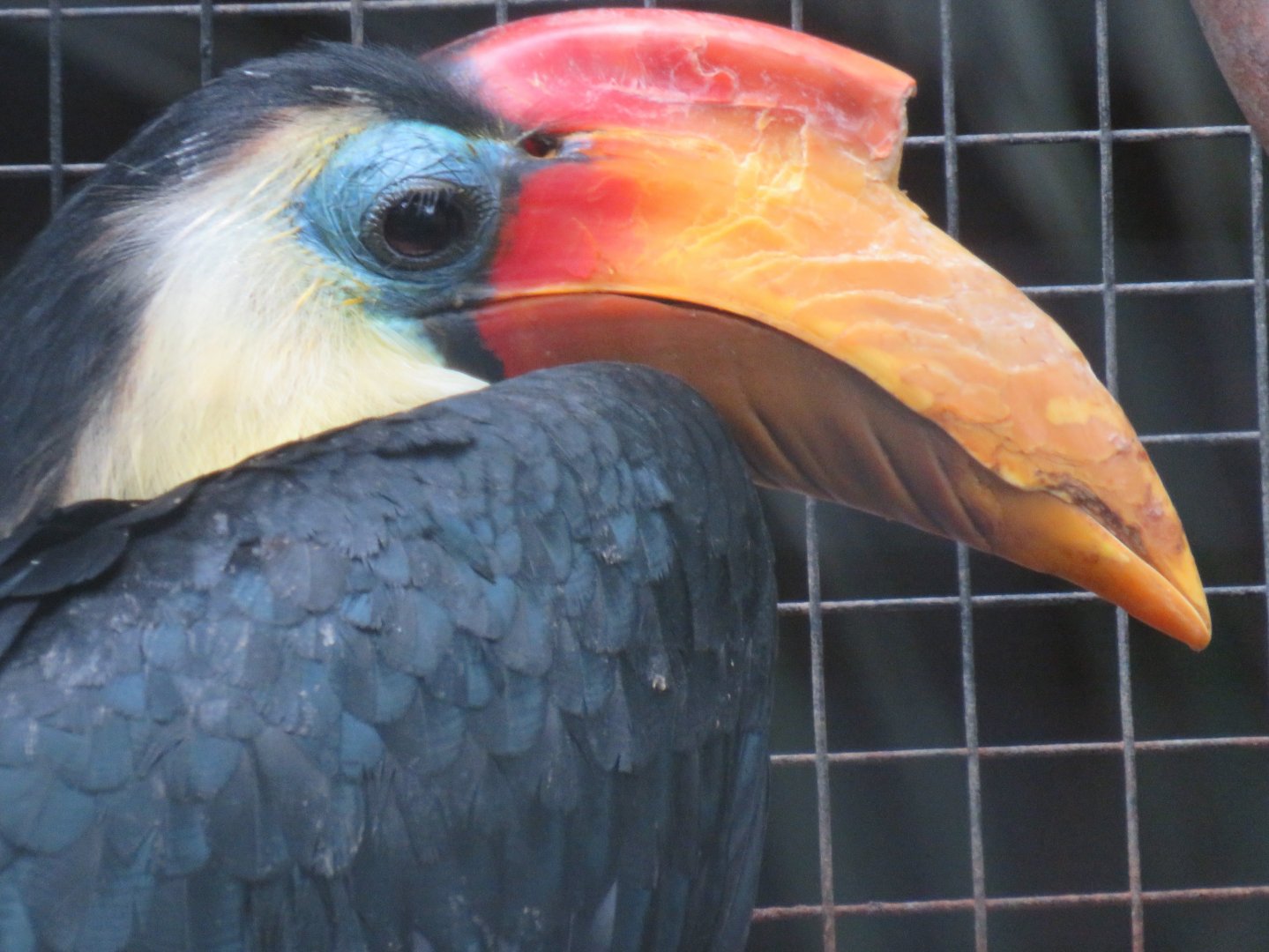Wrinkled hornbill