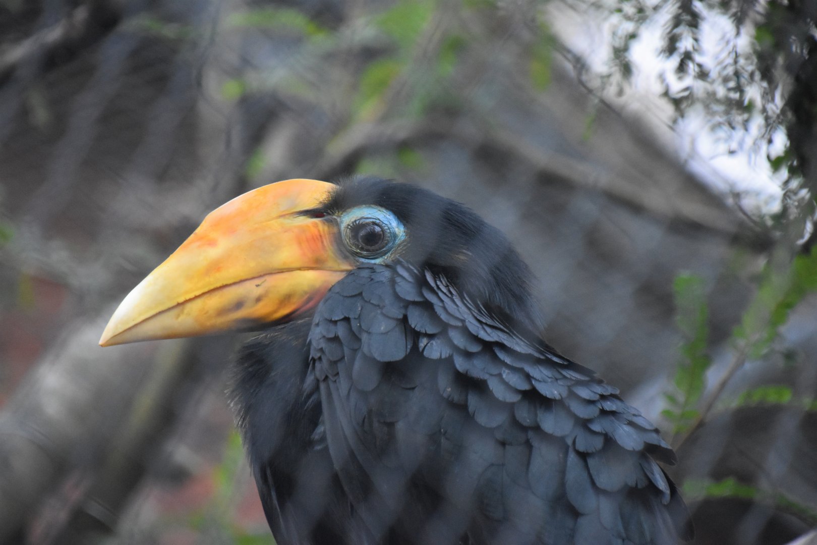 Wrinkled hornbill