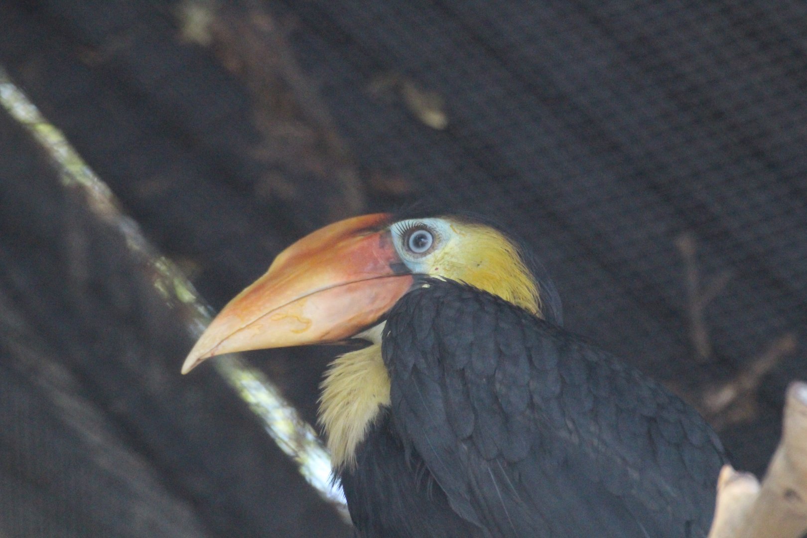 Wrinkled Hornbill