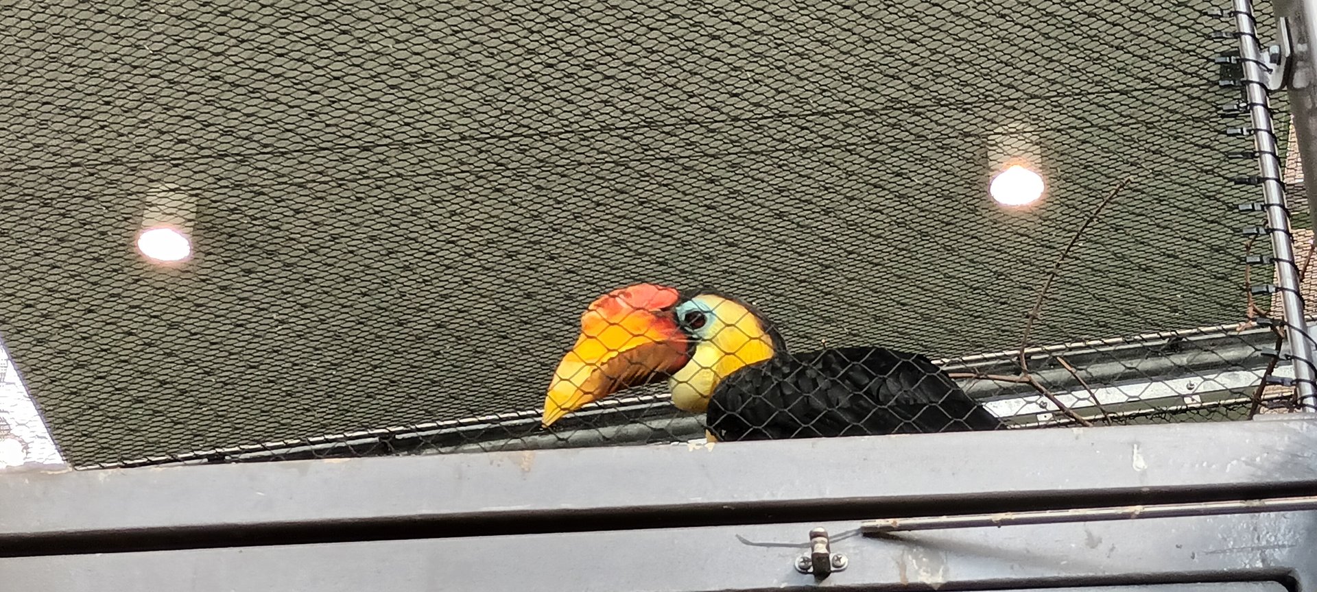 Wrinkled Hornbill