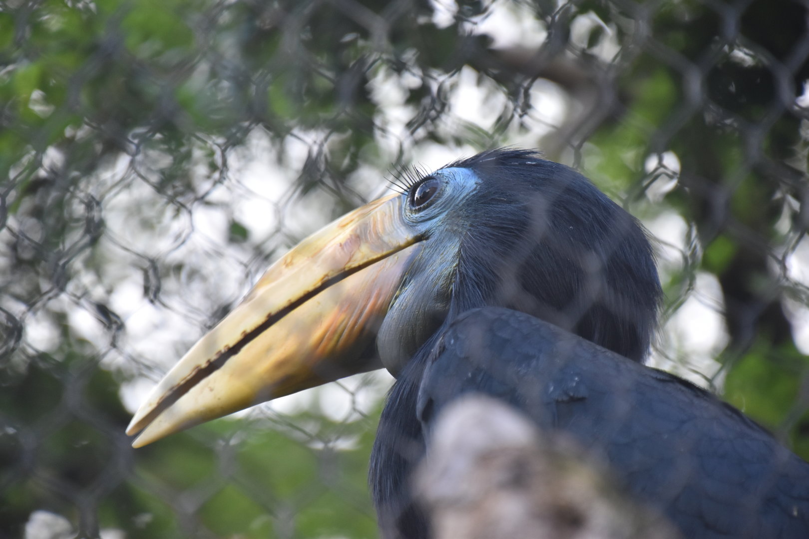 Wrinkled hornbill