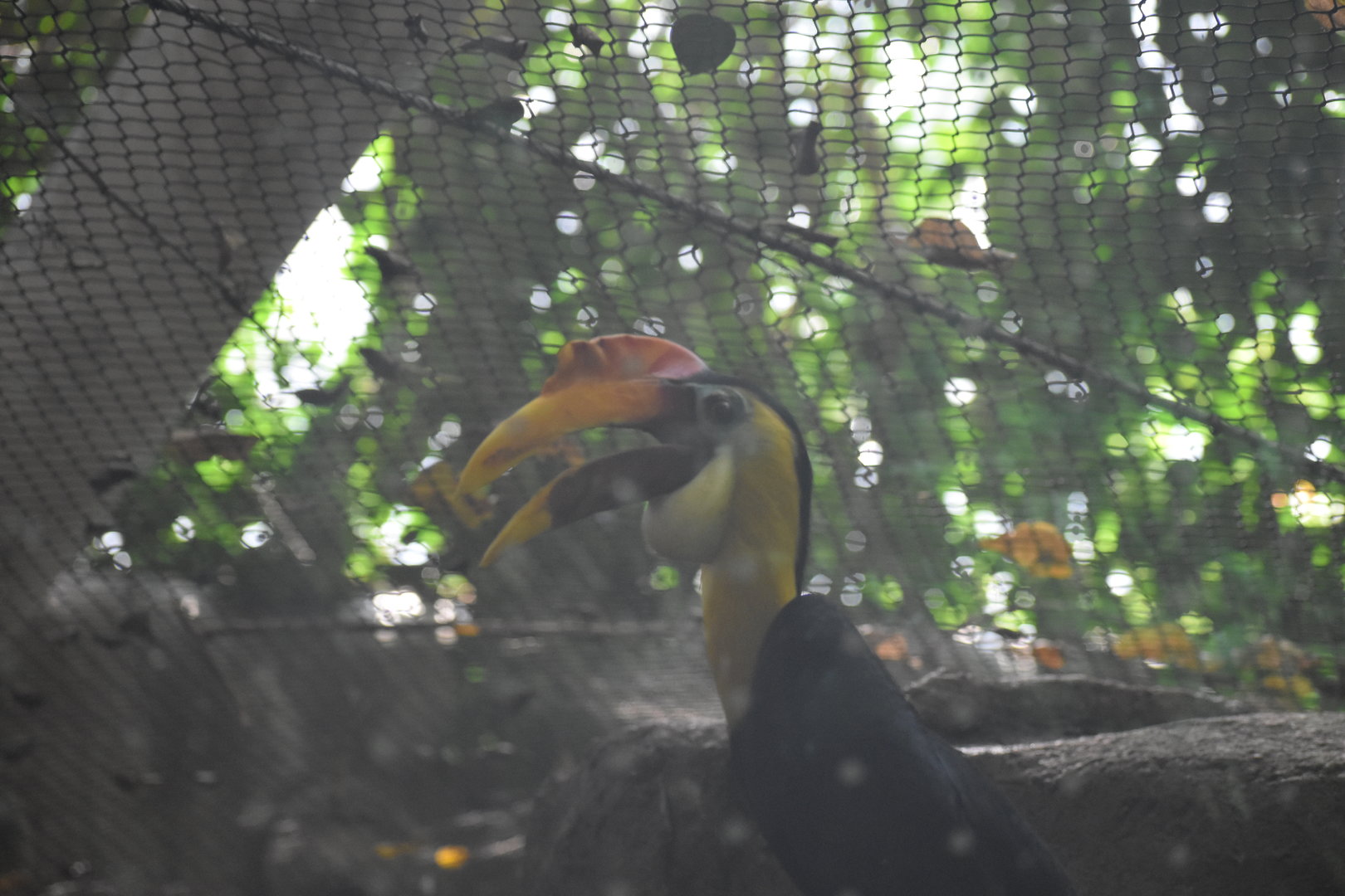 Wrinkled Hornbill
