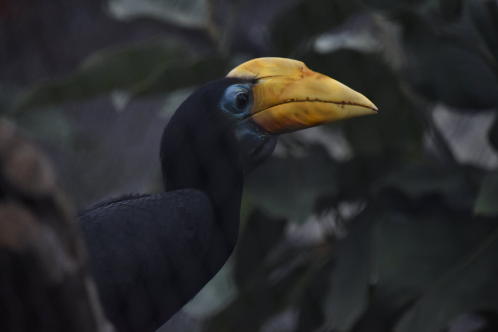 Wrinkled hornbill