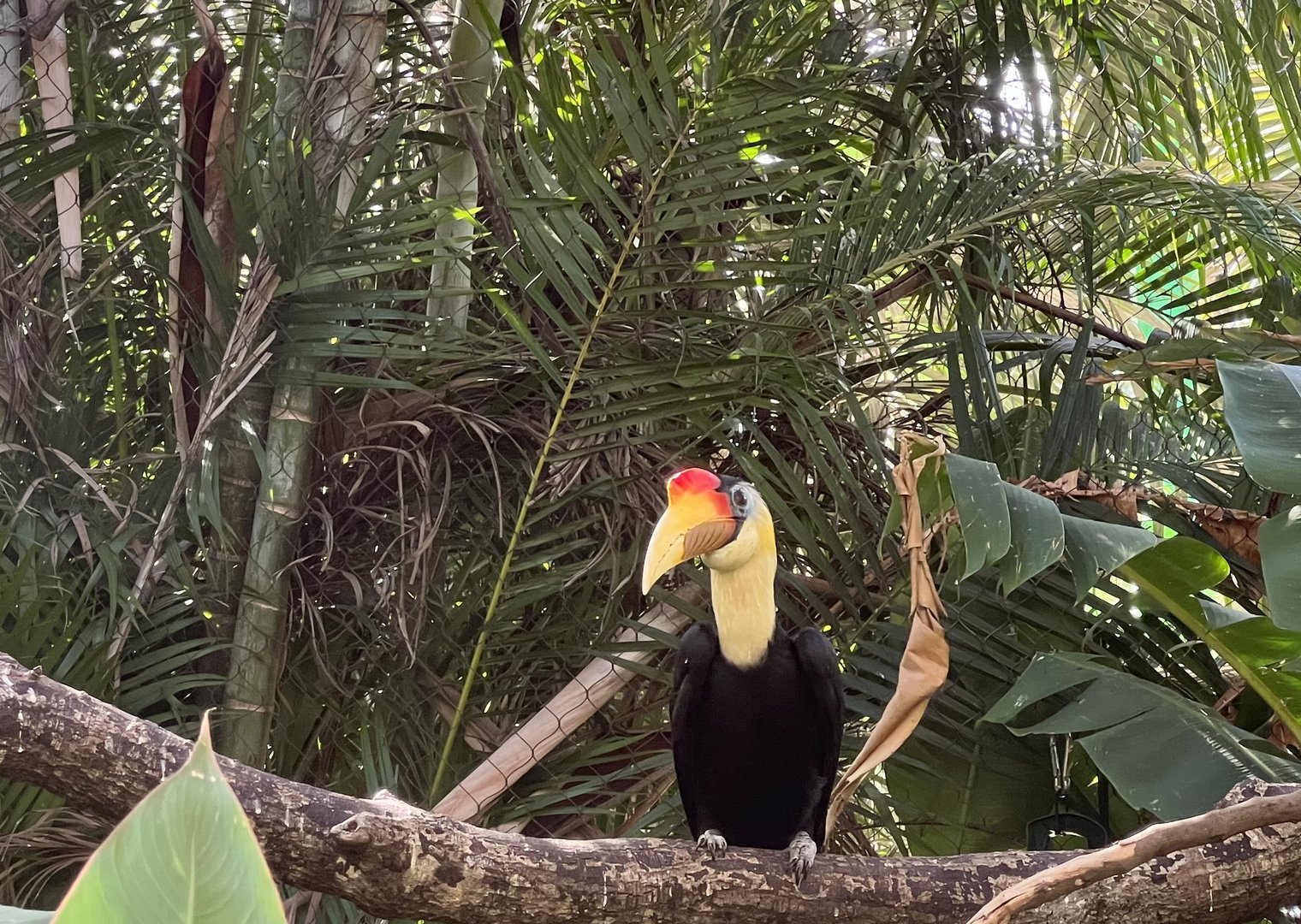 Wrinkled Hornbill