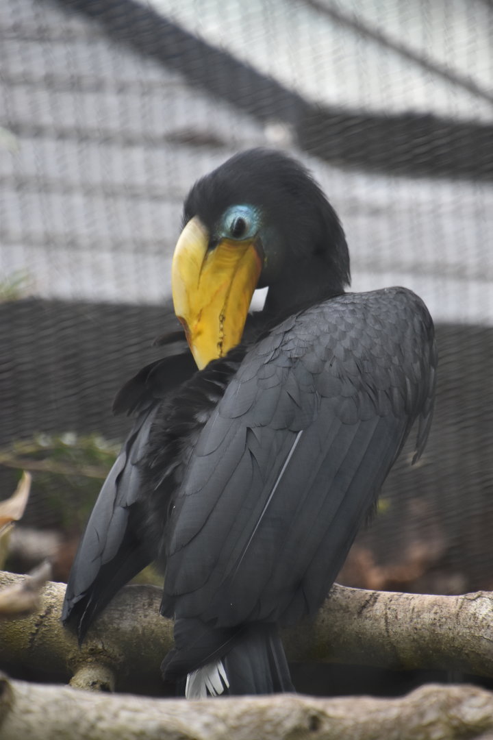 Wrinkled hornbill