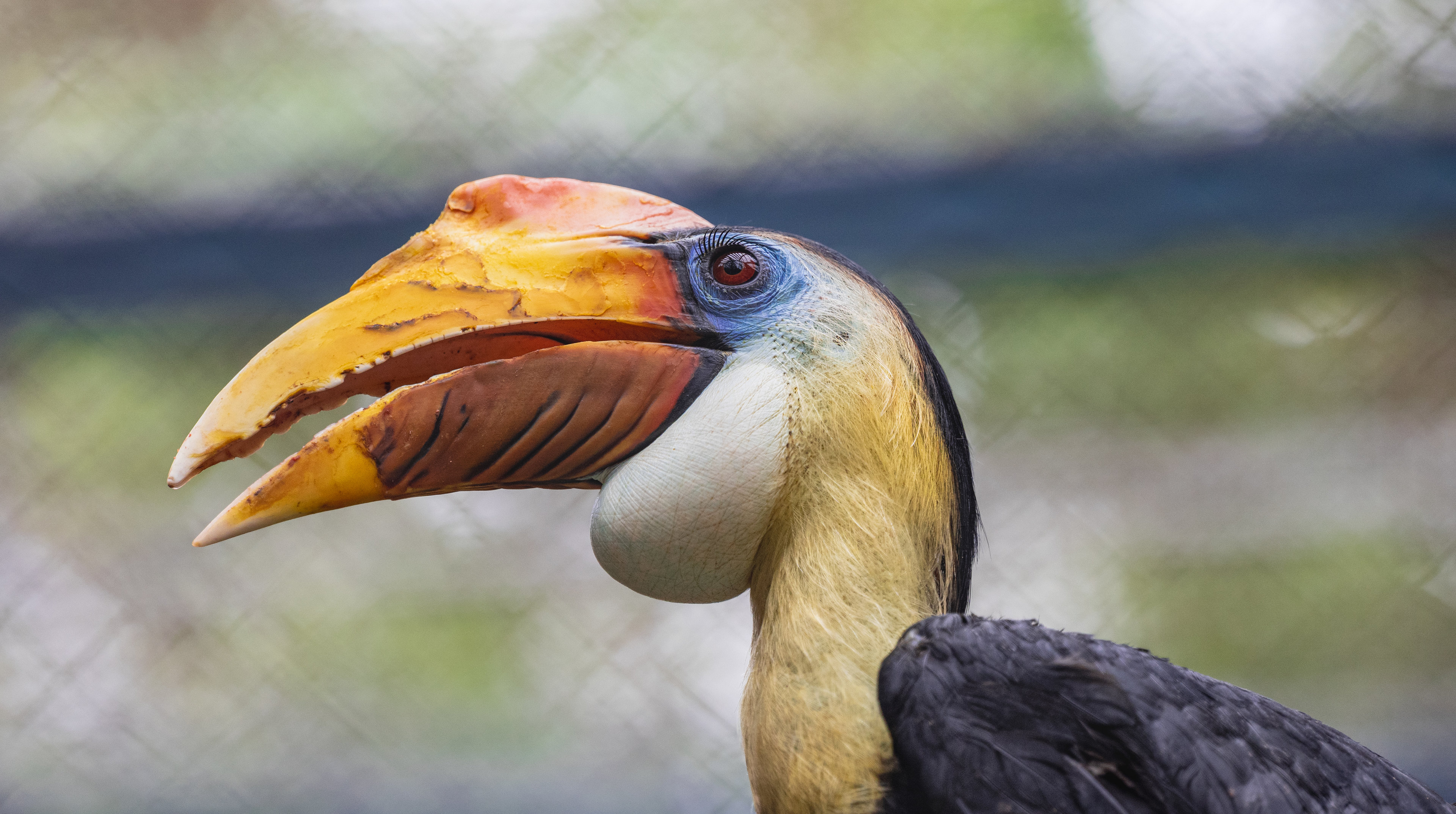 Wrinkled Hornbill
