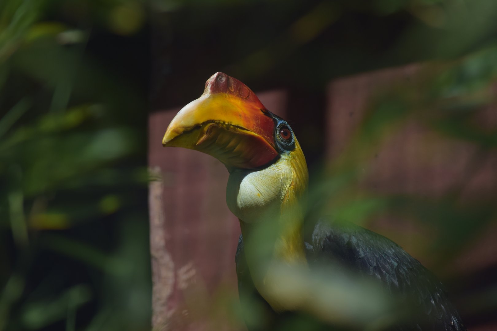 Wrinkled hornbill