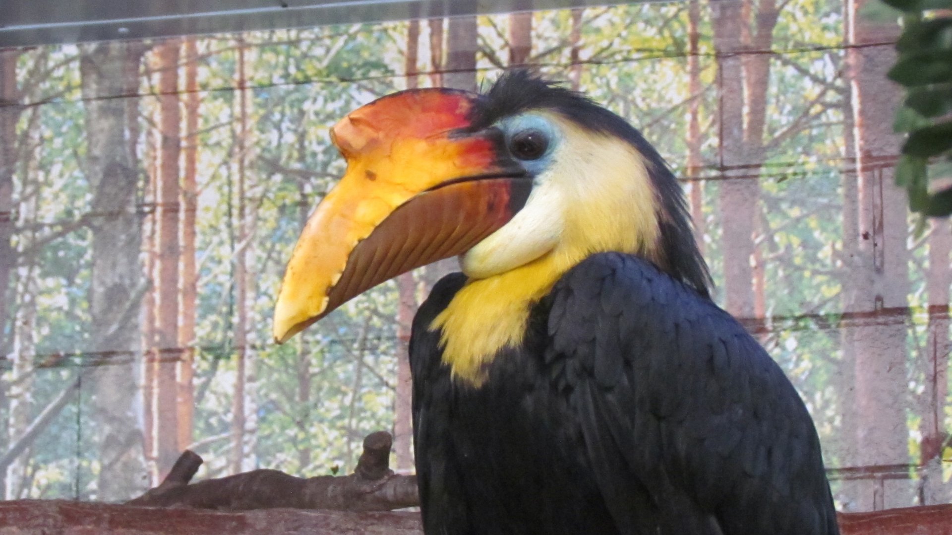 Wrinkled Hornbill