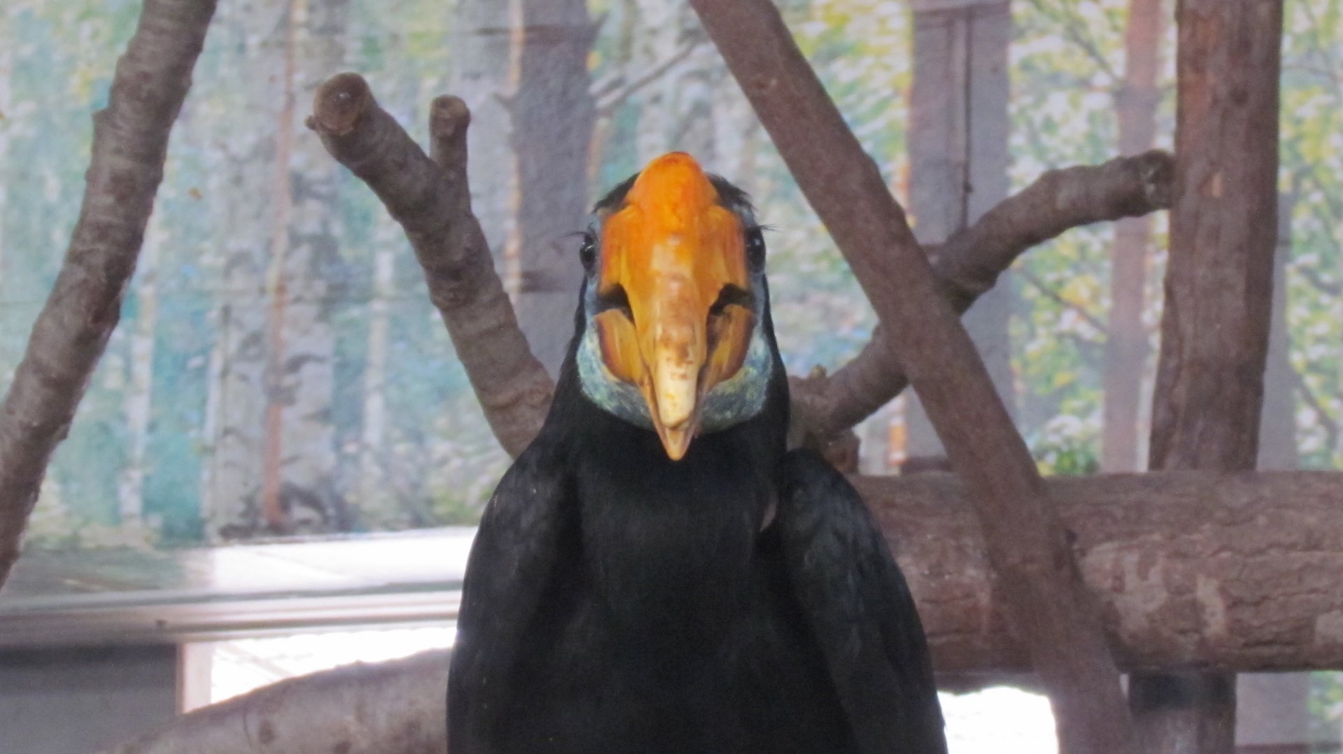 Wrinkled Hornbill