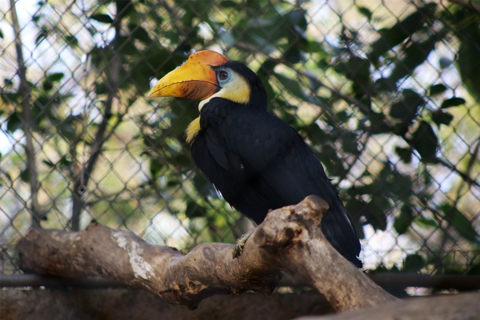 Wrinkled Hornbill