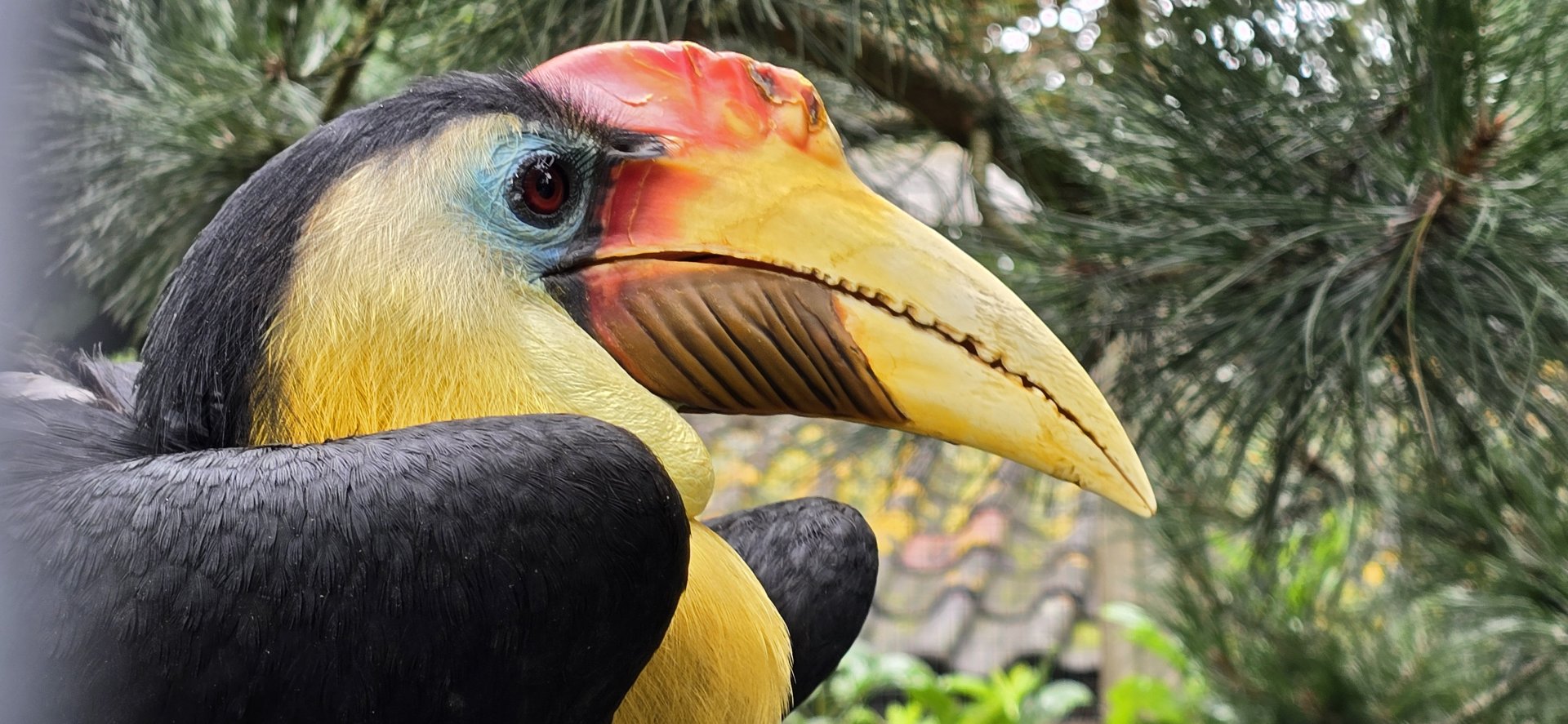 Wrinkled hornbill