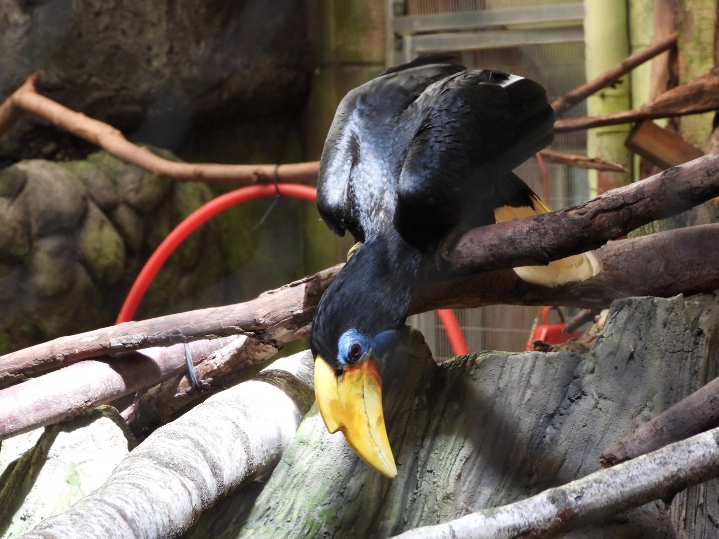 Wrinkled hornbill