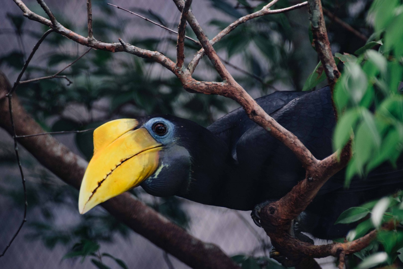 Wrinkled Hornbill