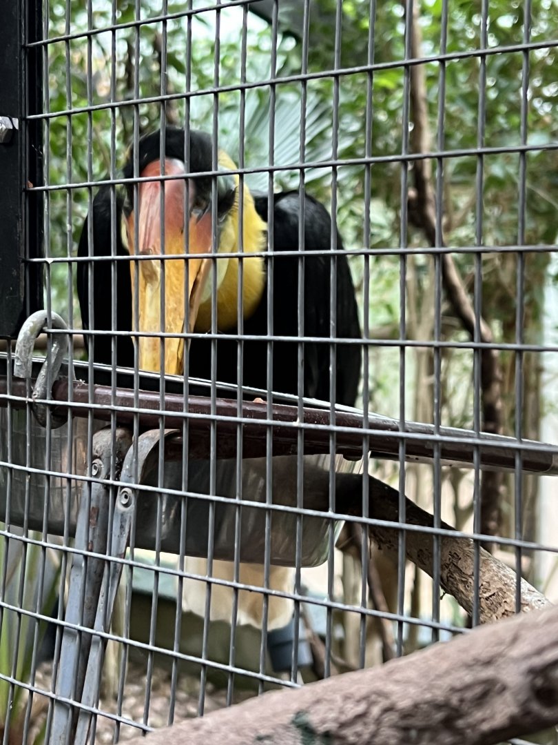 Wrinkled Hornbill