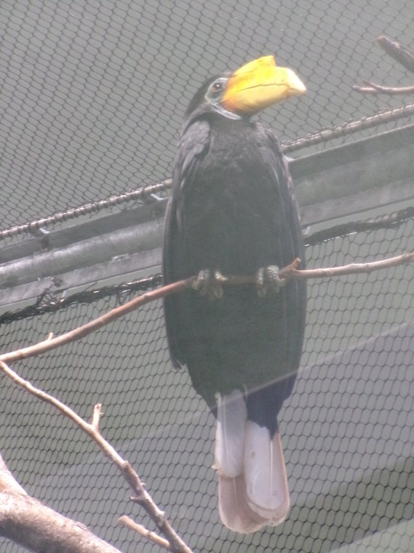 Wrinkled hornbill