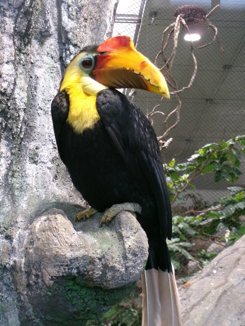 Wrinkled hornbill