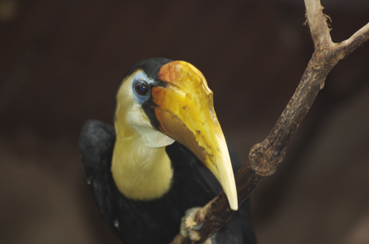 Wrinkled Hornbill