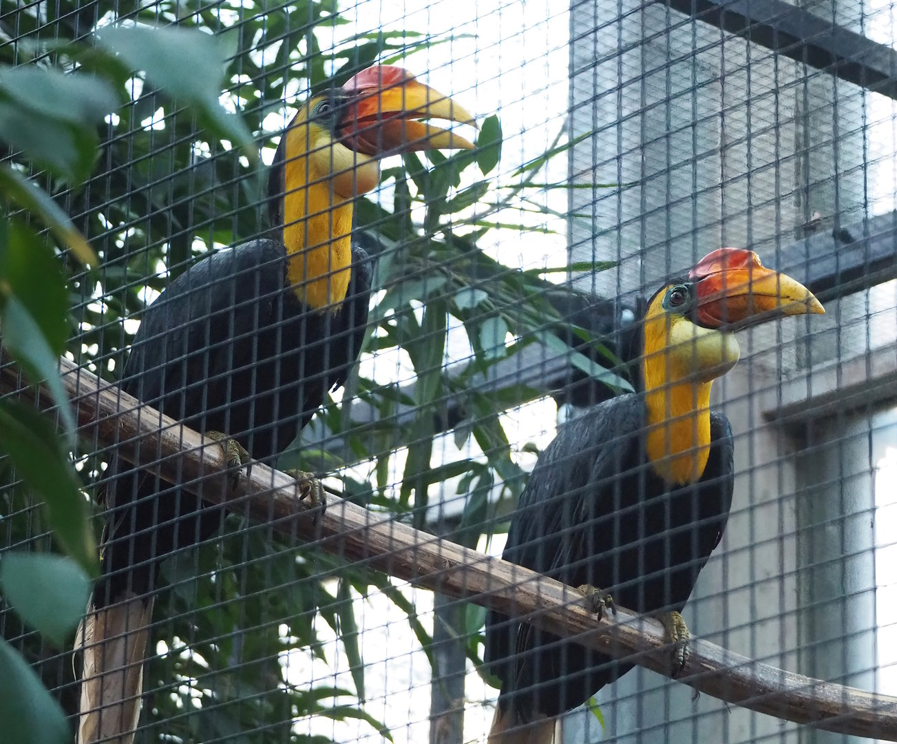 Wrinkled hornbills (Rhabdotorrhinus corrugatus), 2022-12-27