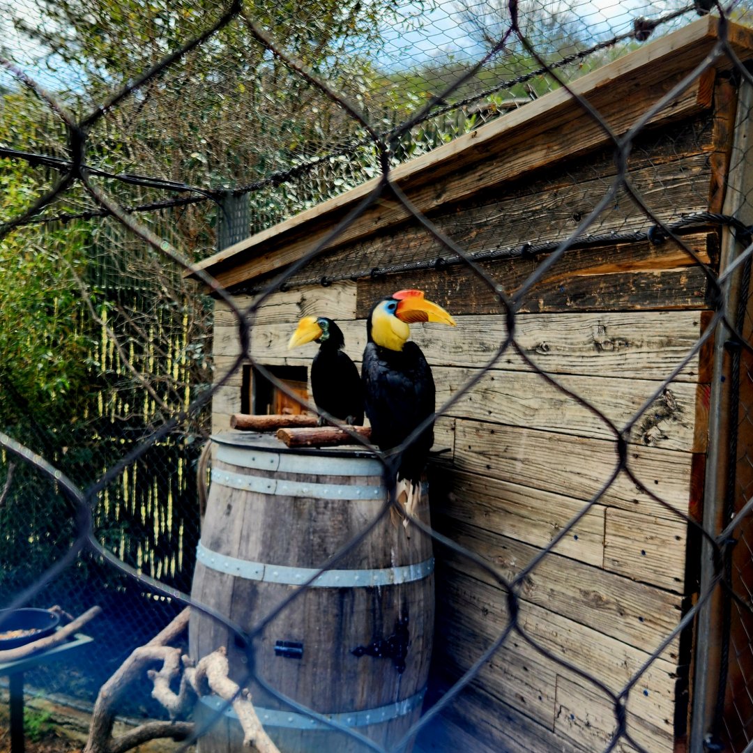 Wrinkled Hornbills (Rhabdotorrhinus corrugatus)