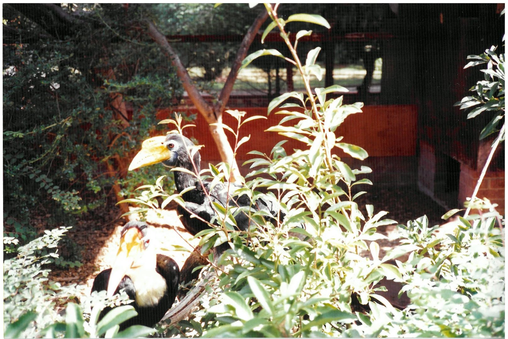 Wrinkled Hornbills - scanned photo 1990's