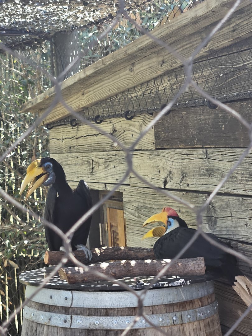 Wrinkled hornbills
