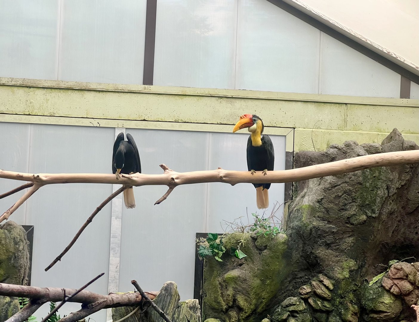 Wrinkled Hornbills
