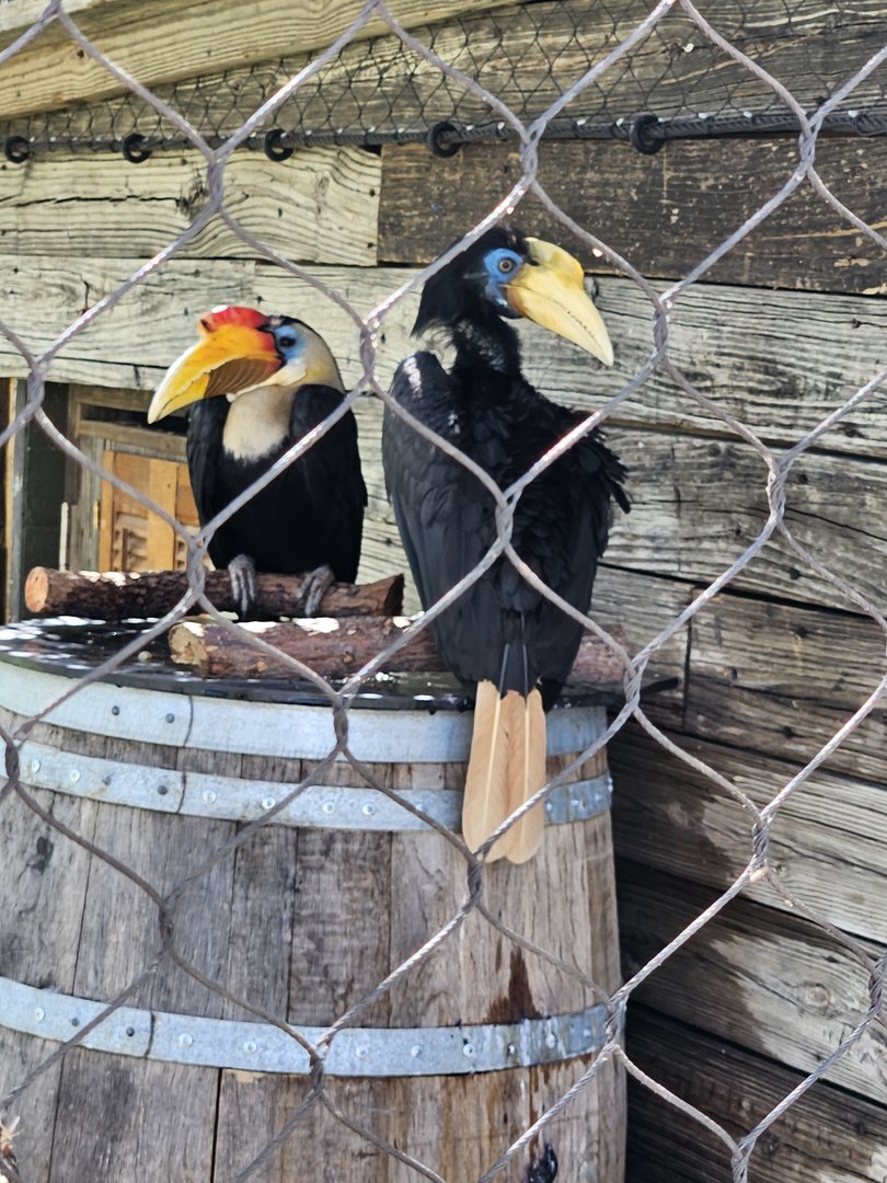 Wrinkled hornbills