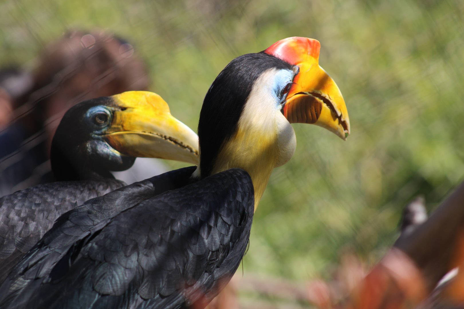Wrinkled Hornbills