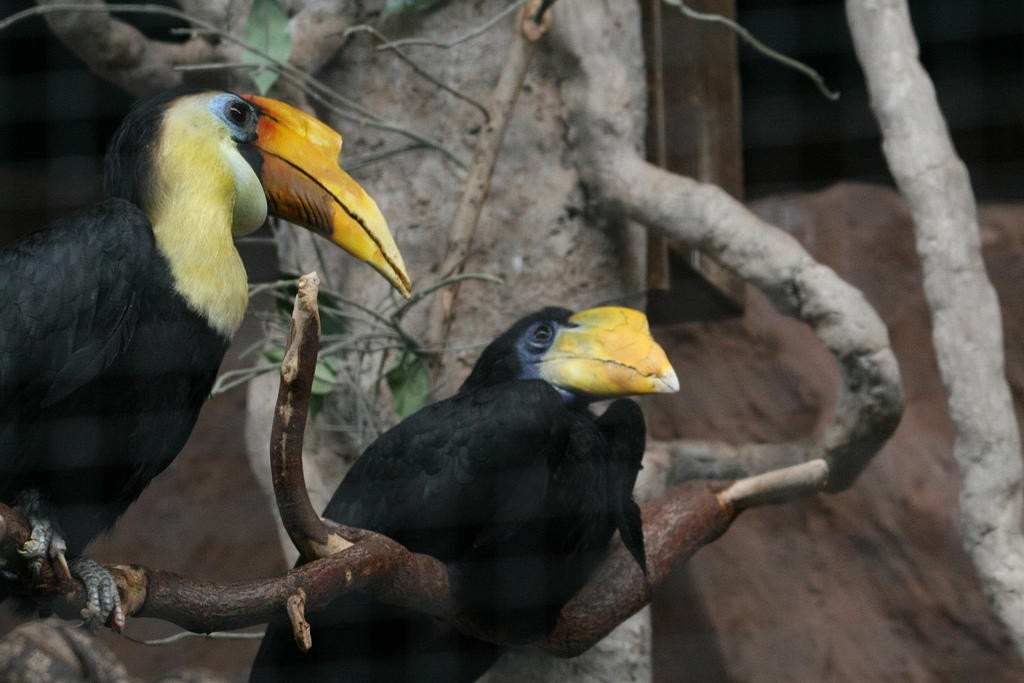 Wrinkled Hornbills