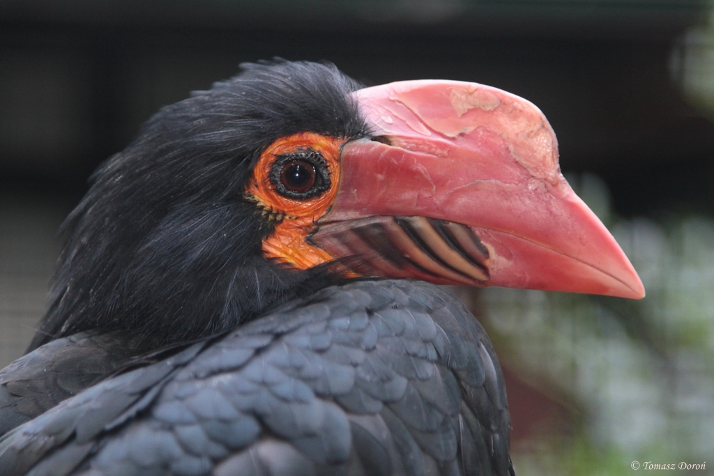 Writhed Hornbill (Aceros leucocephalus)