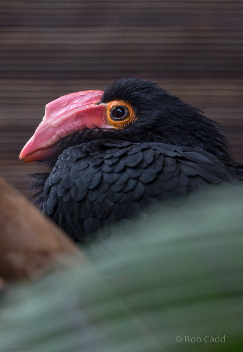 Writhed hornbill : Chester Zoo : 23 Apr 2016