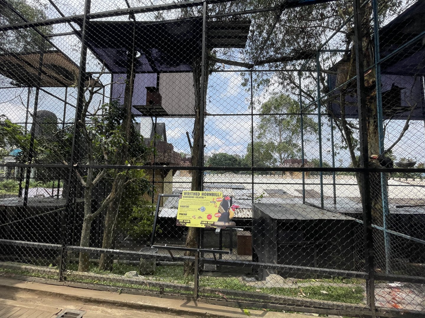 writhed hornbill exhibit