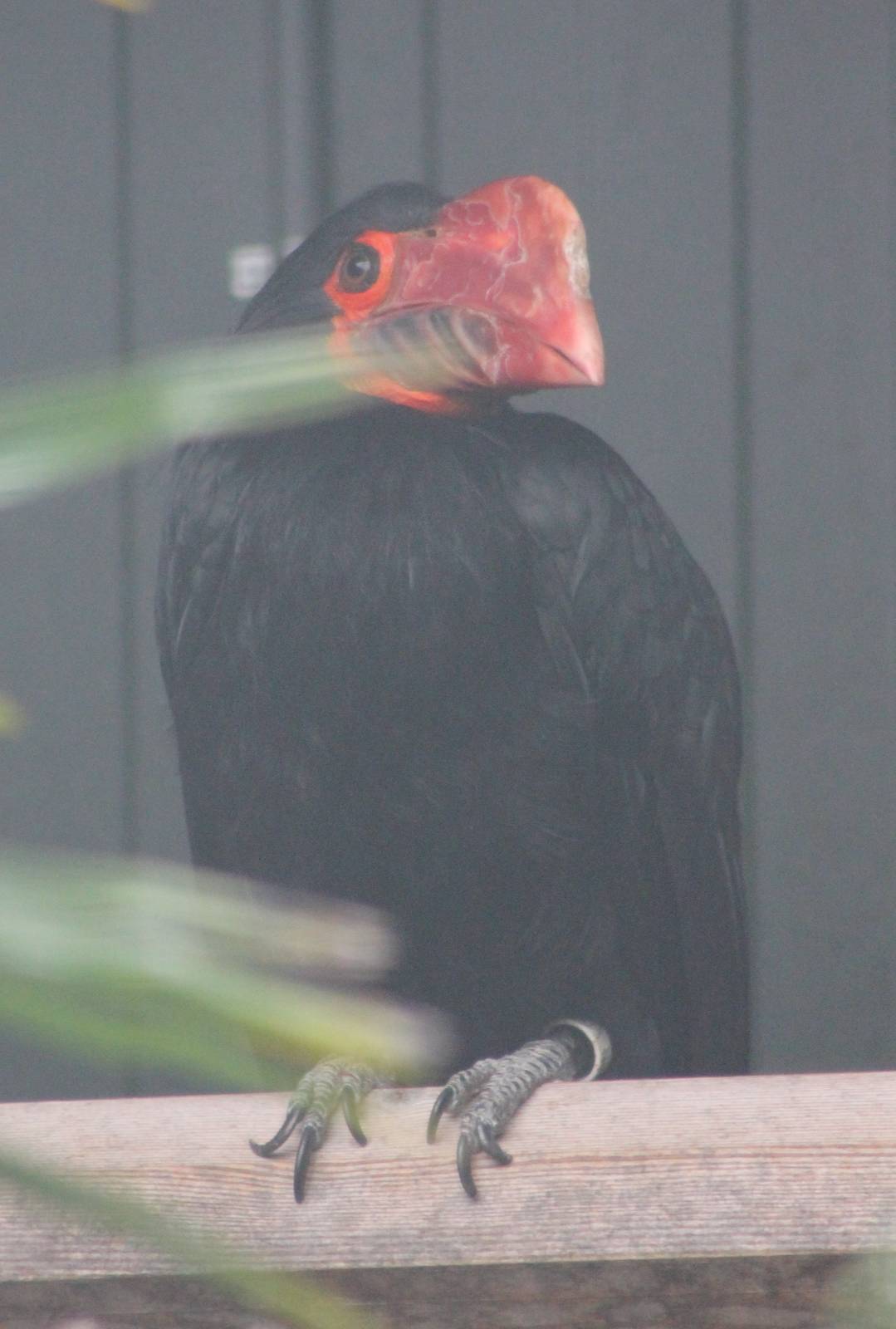 Writhed hornbill female