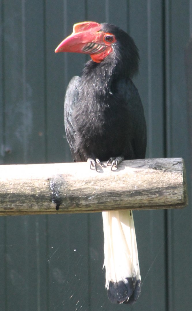 Writhed hornbill - Female