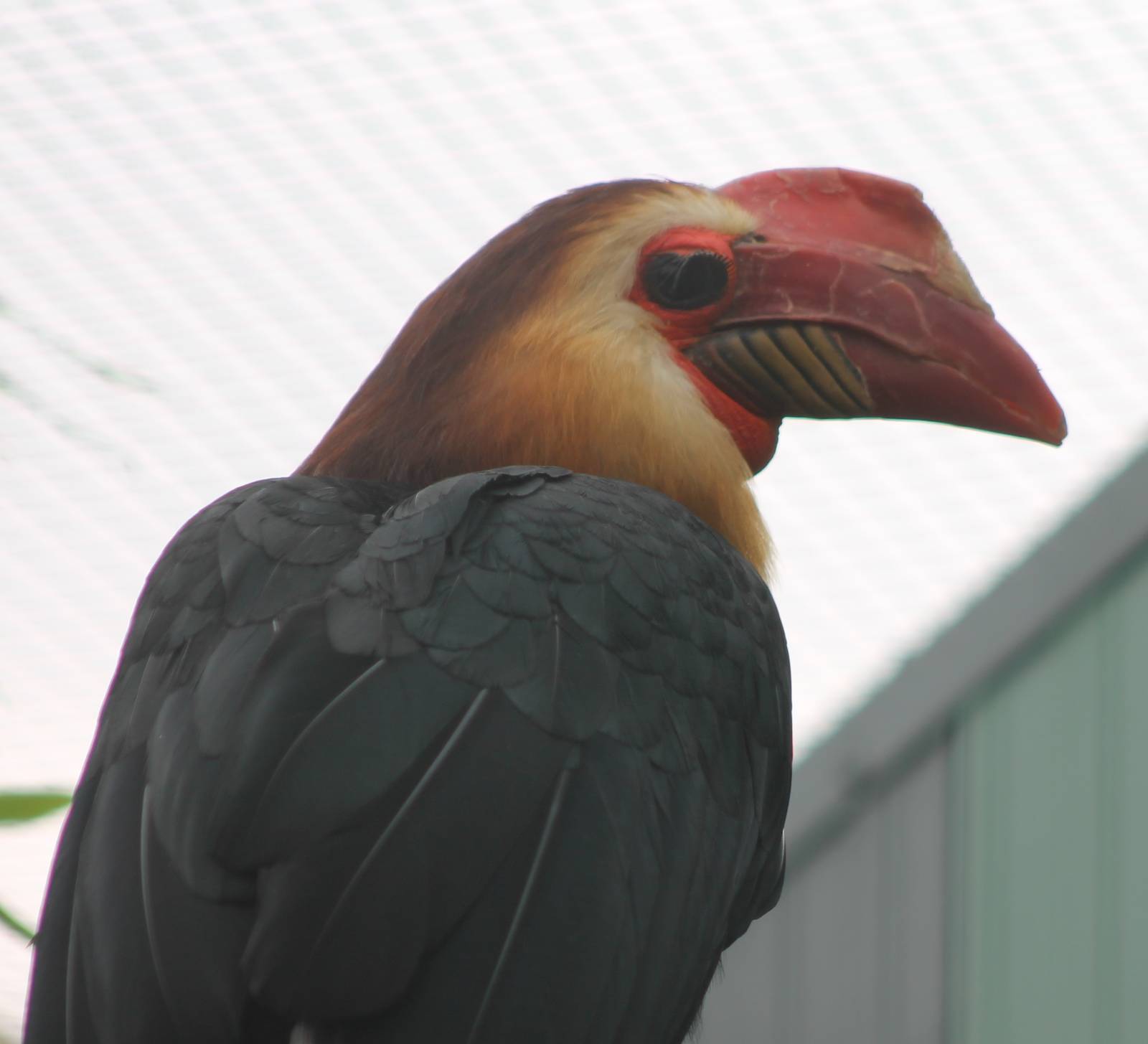 Writhed hornbill male