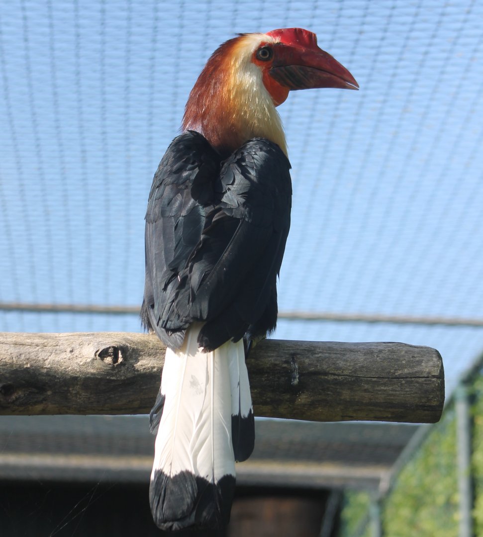 Writhed hornbill - Male