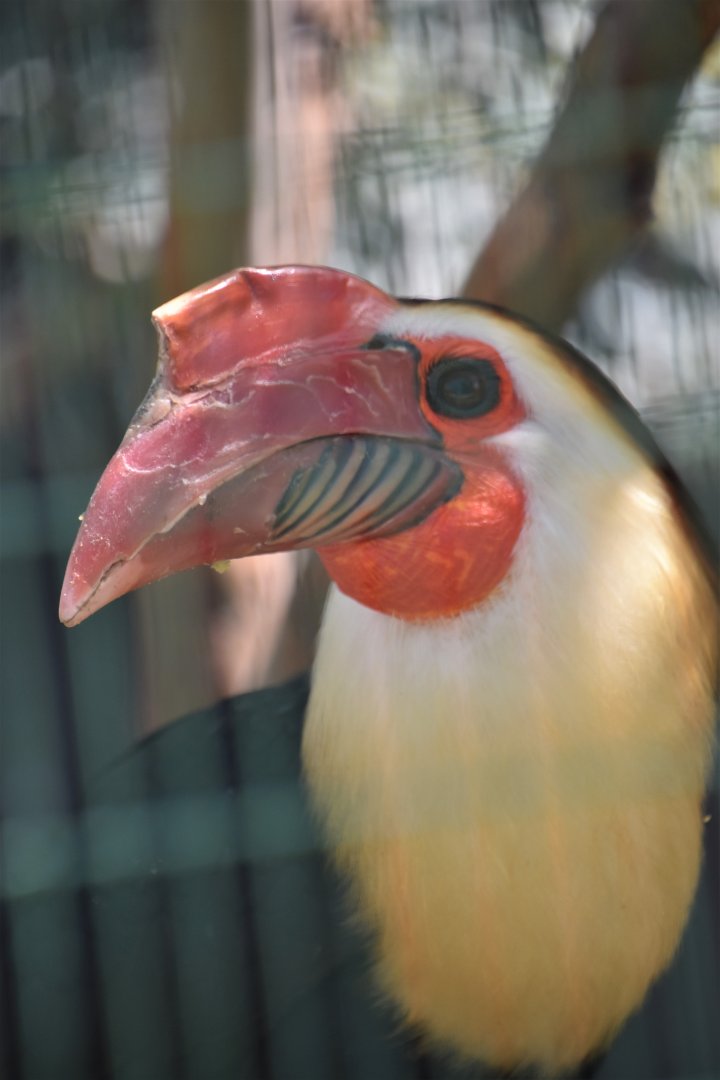 Writhed hornbill portrait