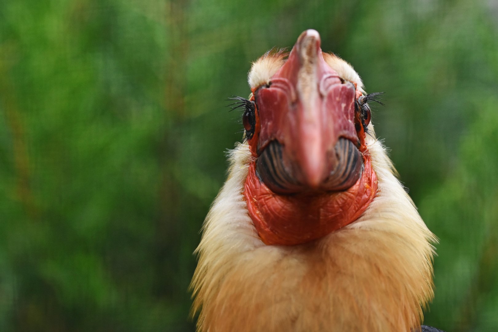Writhed Hornbill Rhabdotorrhinus leucocephalus