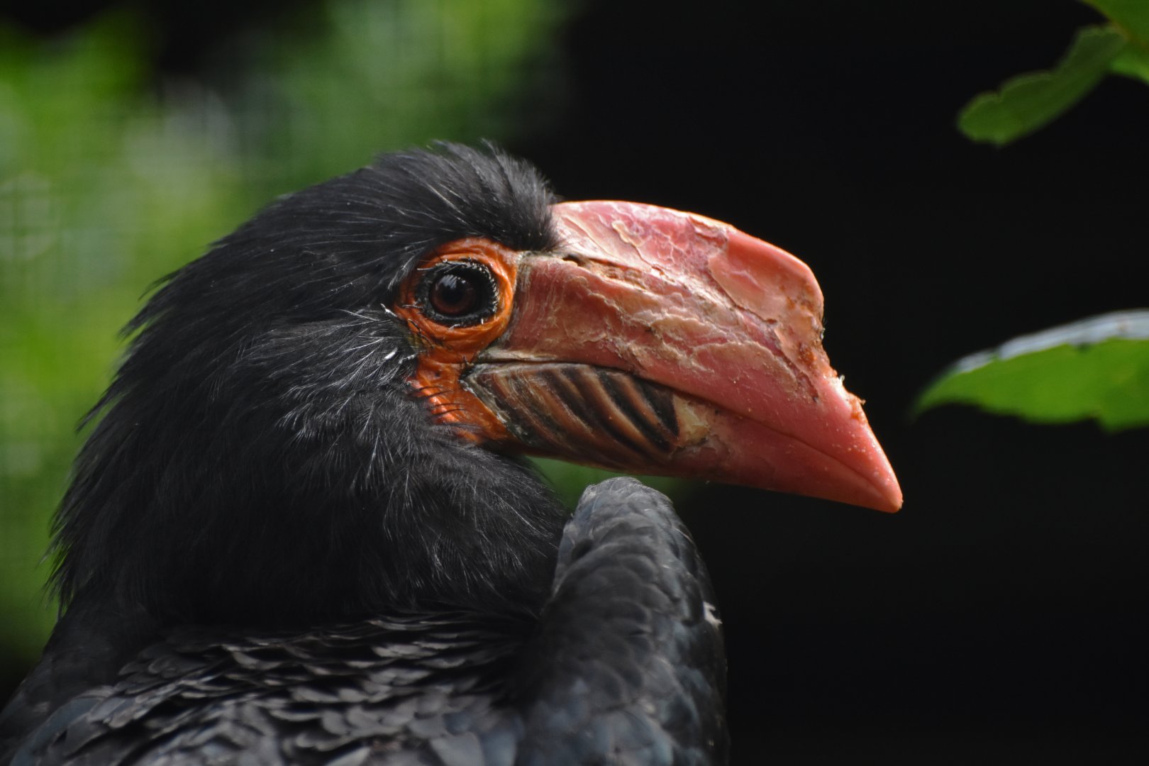 Writhed Hornbill Rhabdotorrhinus leucocephalus