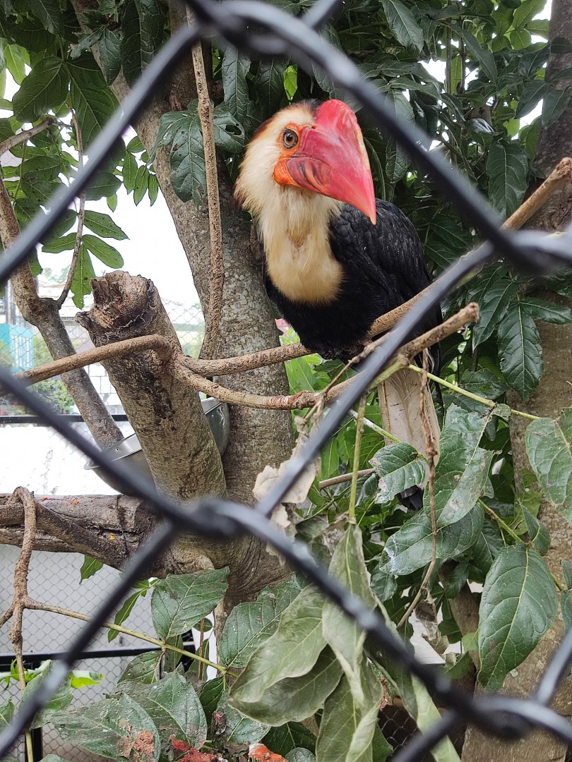 Writhed Hornbill (Rhabdotorrhinus leucocephalus)