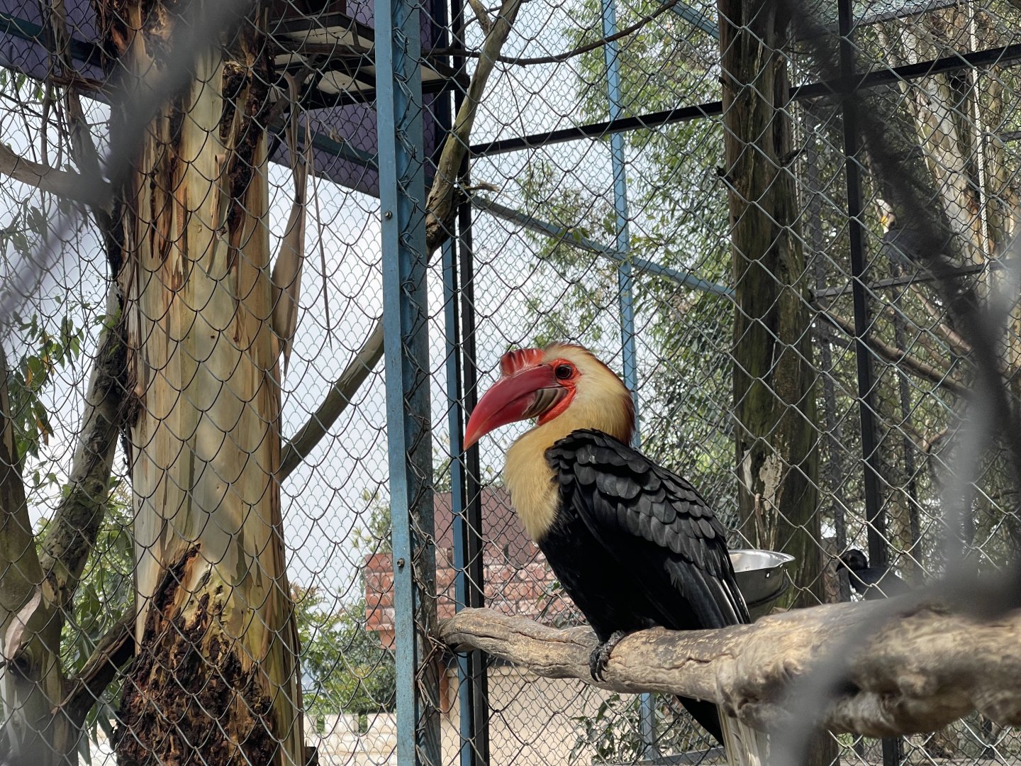 writhed hornbill (rhabdotorrhinus leucocephalus)