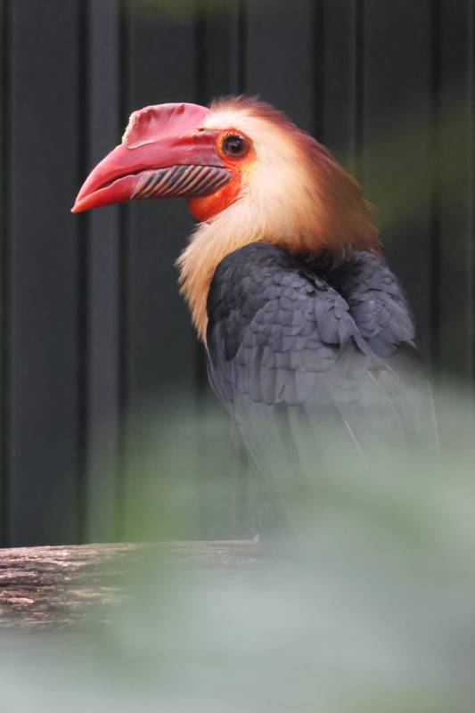 Writhed hornbill (Rhabdotorrhinus leucocephalus)
