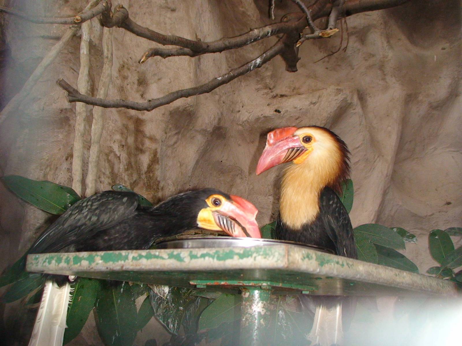 Writhed hornbill