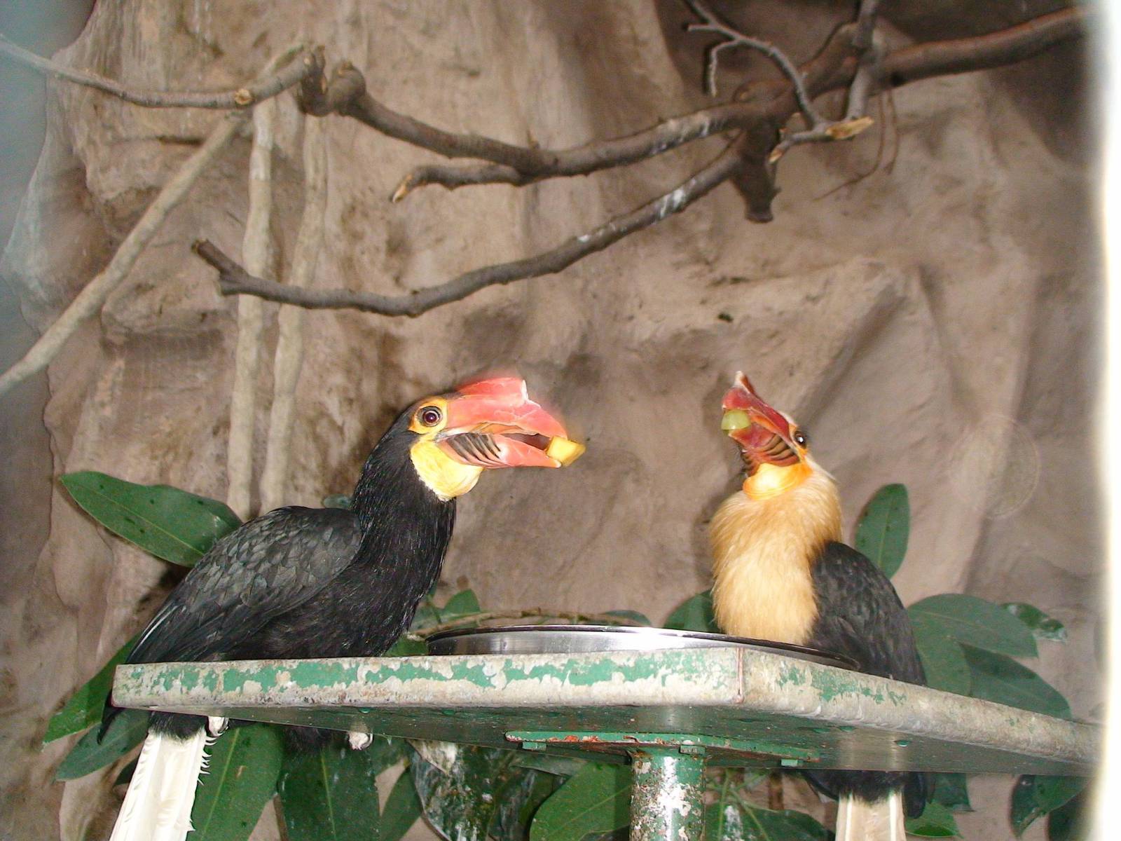 Writhed hornbill