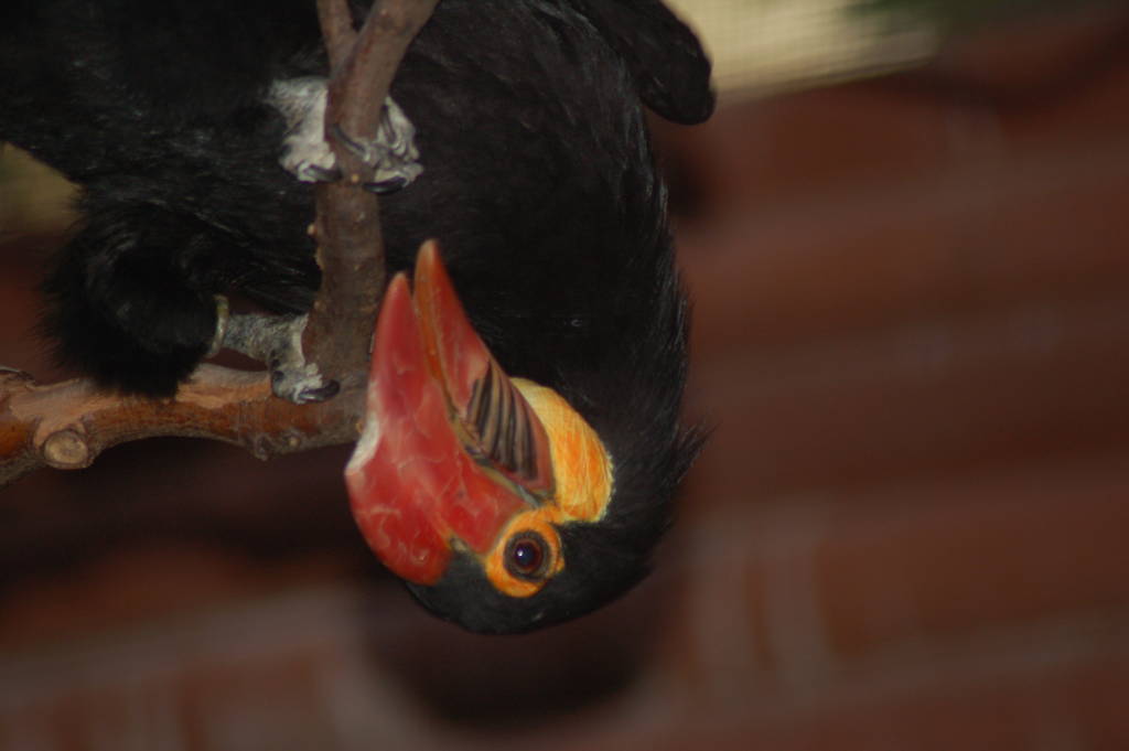 Writhed hornbill